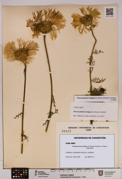 Plectocephalus bridgesii [Espécimen: UDEC:CONC:0030927]