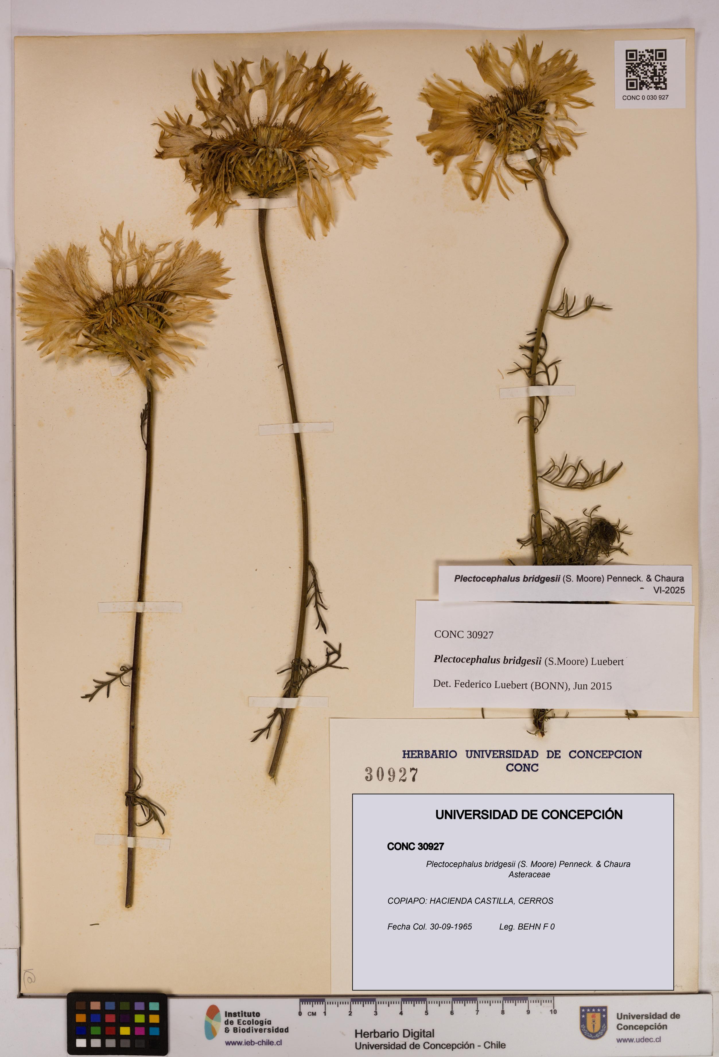 Plectocephalus bridgesii [Espécimen: UDEC:CONC:0030927]
