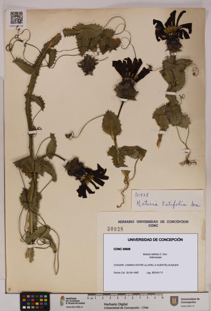 Mutisia latifolia [Espécimen: UDEC:CONC:0030928]