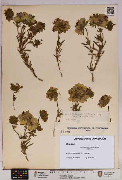 Cruckshanksia montiana [Espécimen: UDEC:CONC:0030929]