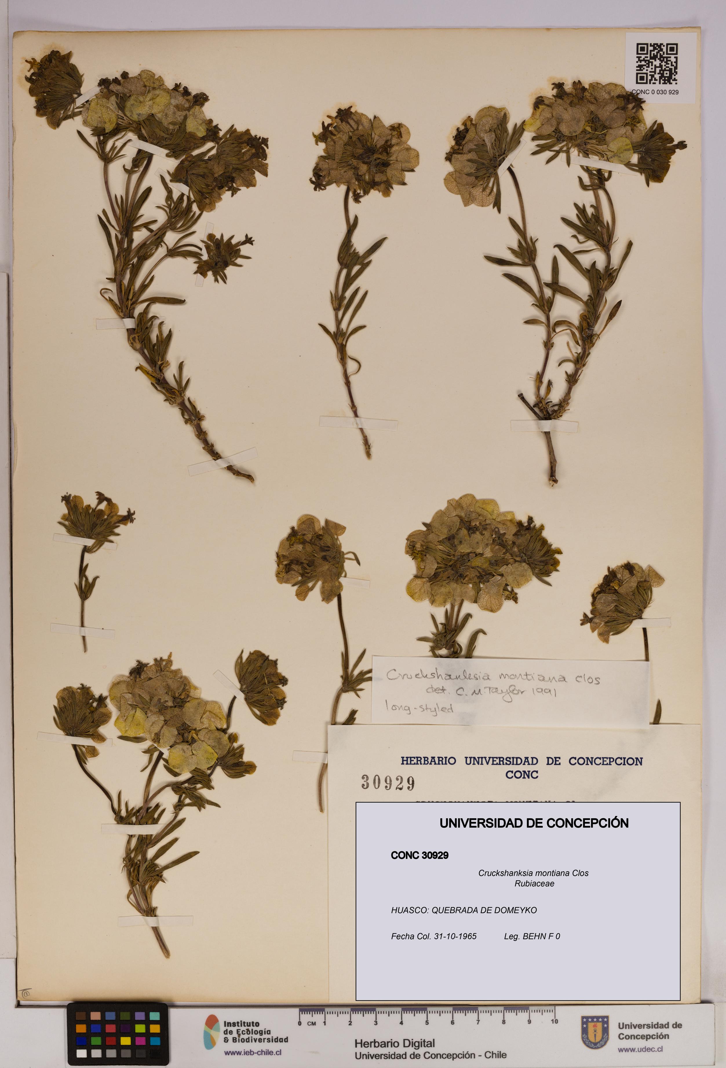 Cruckshanksia montiana [Espécimen: UDEC:CONC:0030929]