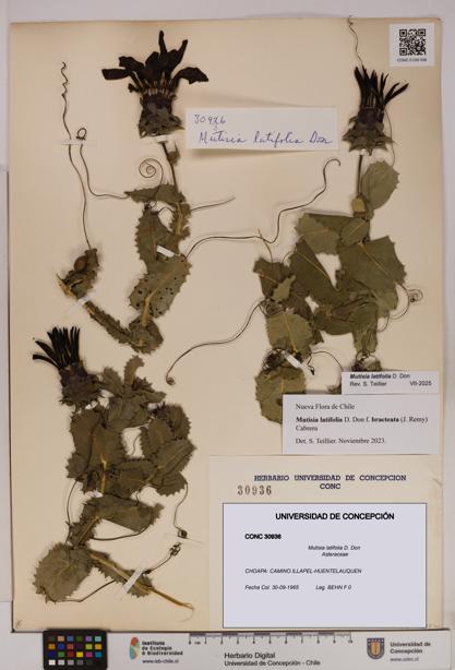 Mutisia latifolia [Espécimen: UDEC:CONC:0030936]