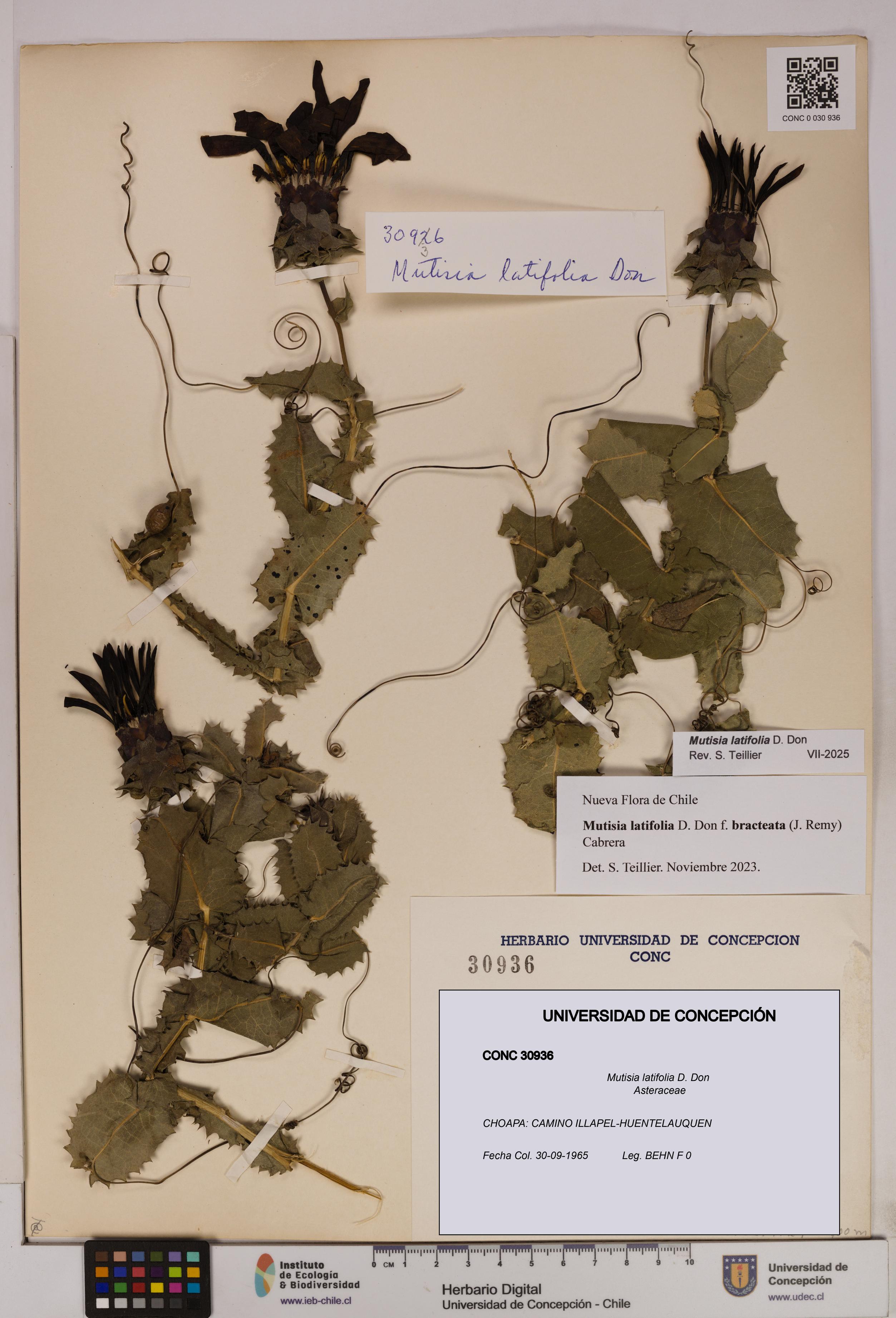 Mutisia latifolia [Espécimen: UDEC:CONC:0030936]