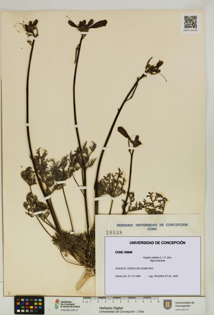 Argylia radiata [Espécimen: UDEC:CONC:0030938]
