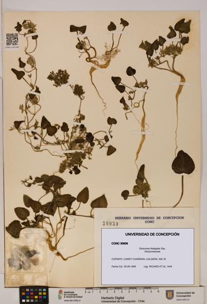 Dioscorea fastigiata [Espécimen: ]