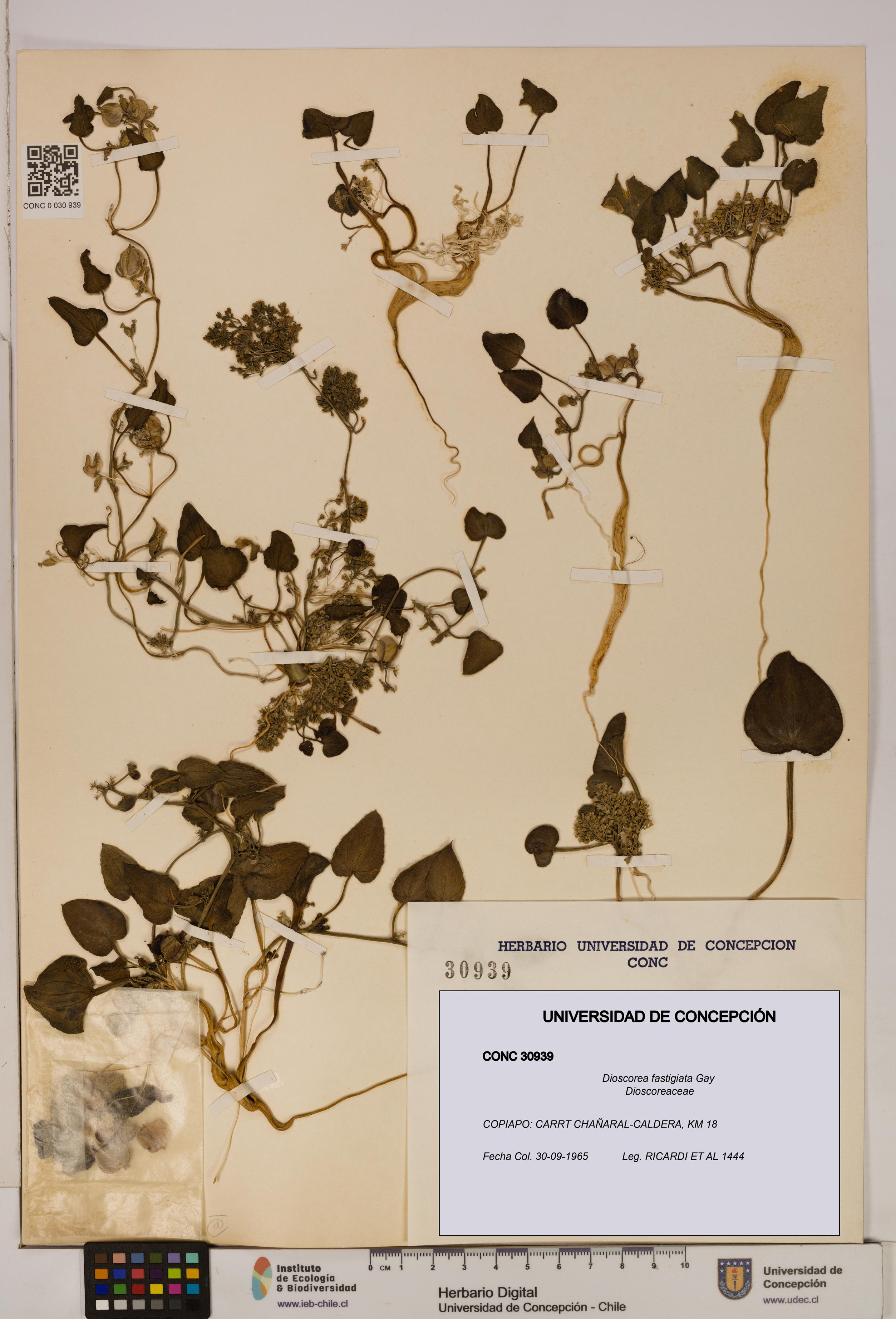 Dioscorea fastigiata [Espécimen: ]