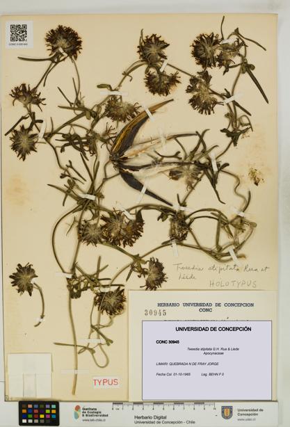 Tweedia stipitata [Espécimen: UDEC:CONC:0030945]