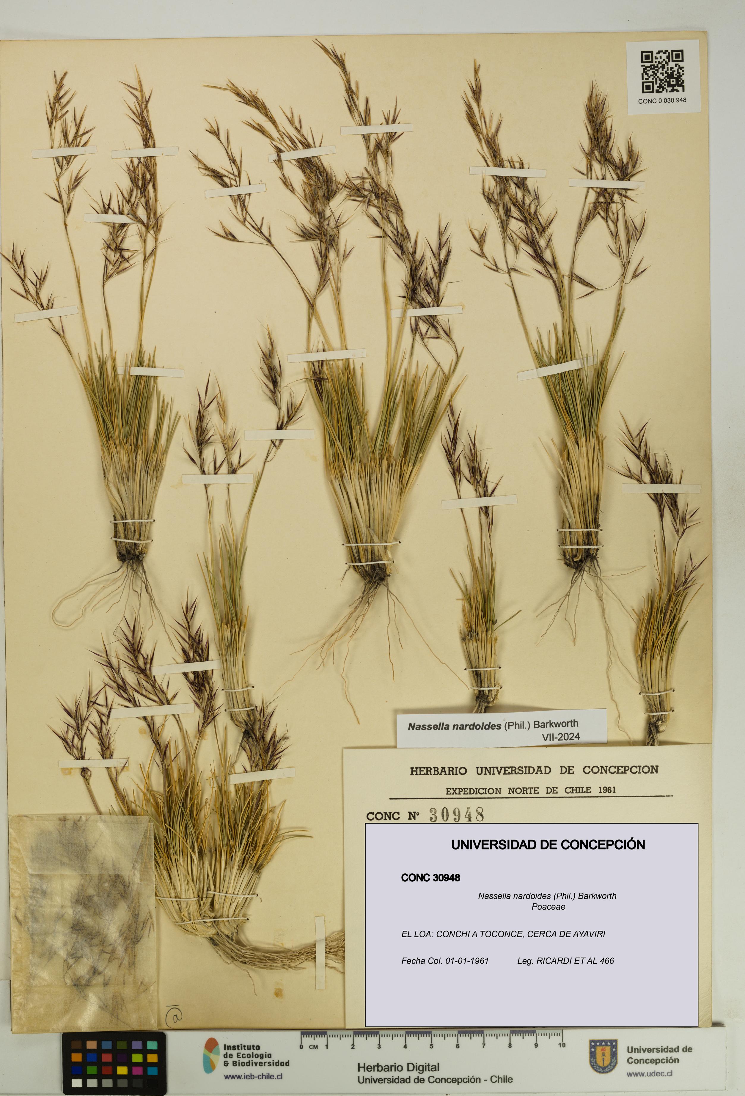 Nassella nardoides [Espécimen: UDEC:CONC:0030948]