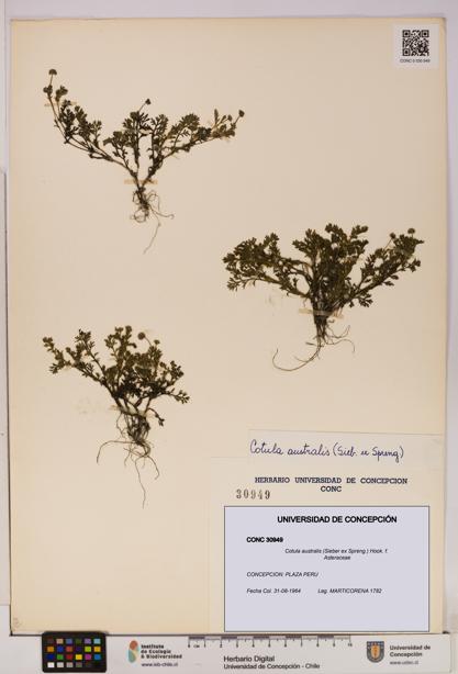 Cotula australis [Espécimen: UDEC:CONC:0030949]