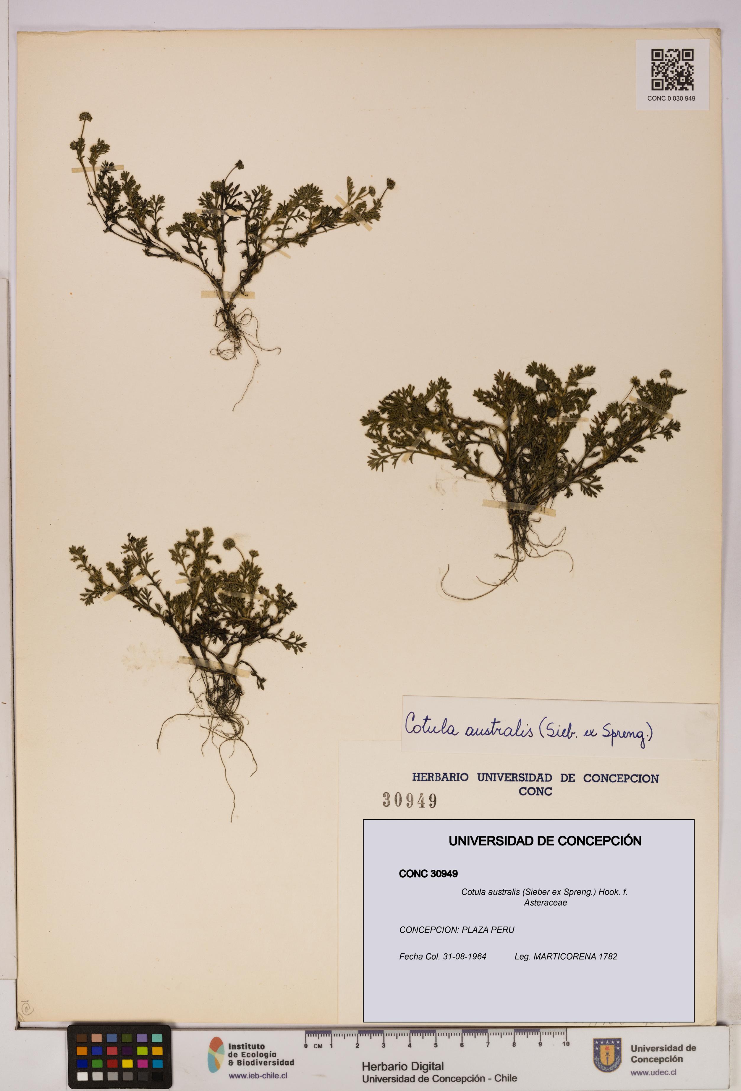 Cotula australis [Espécimen: UDEC:CONC:0030949]