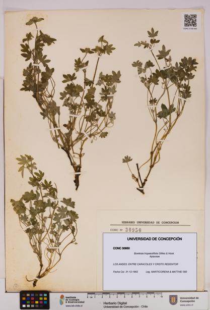 Bowlesia tropaeolifolia [Espécimen: UDEC:CONC:0030950]
