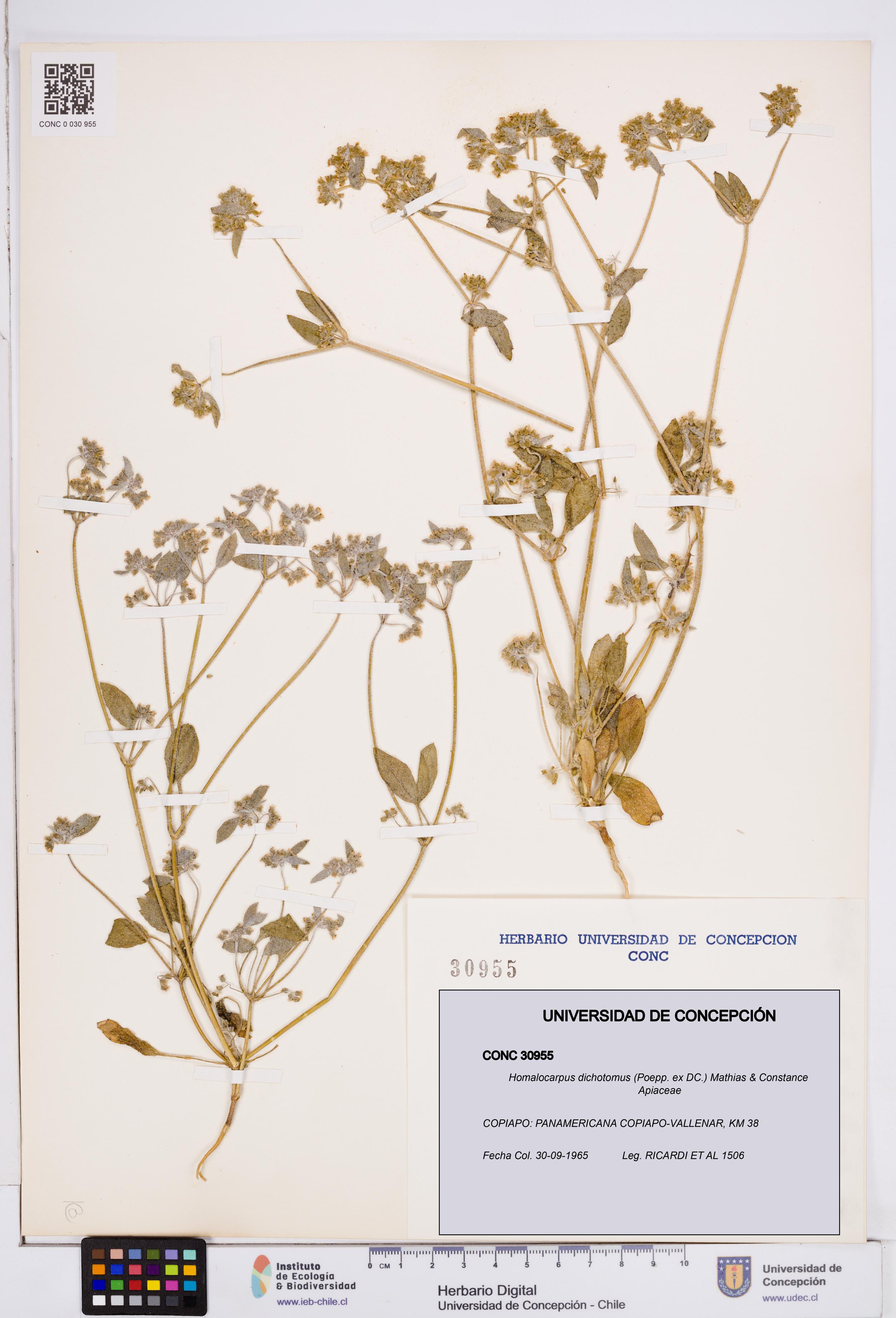 Homalocarpus dichotomus [Espécimen: ]
