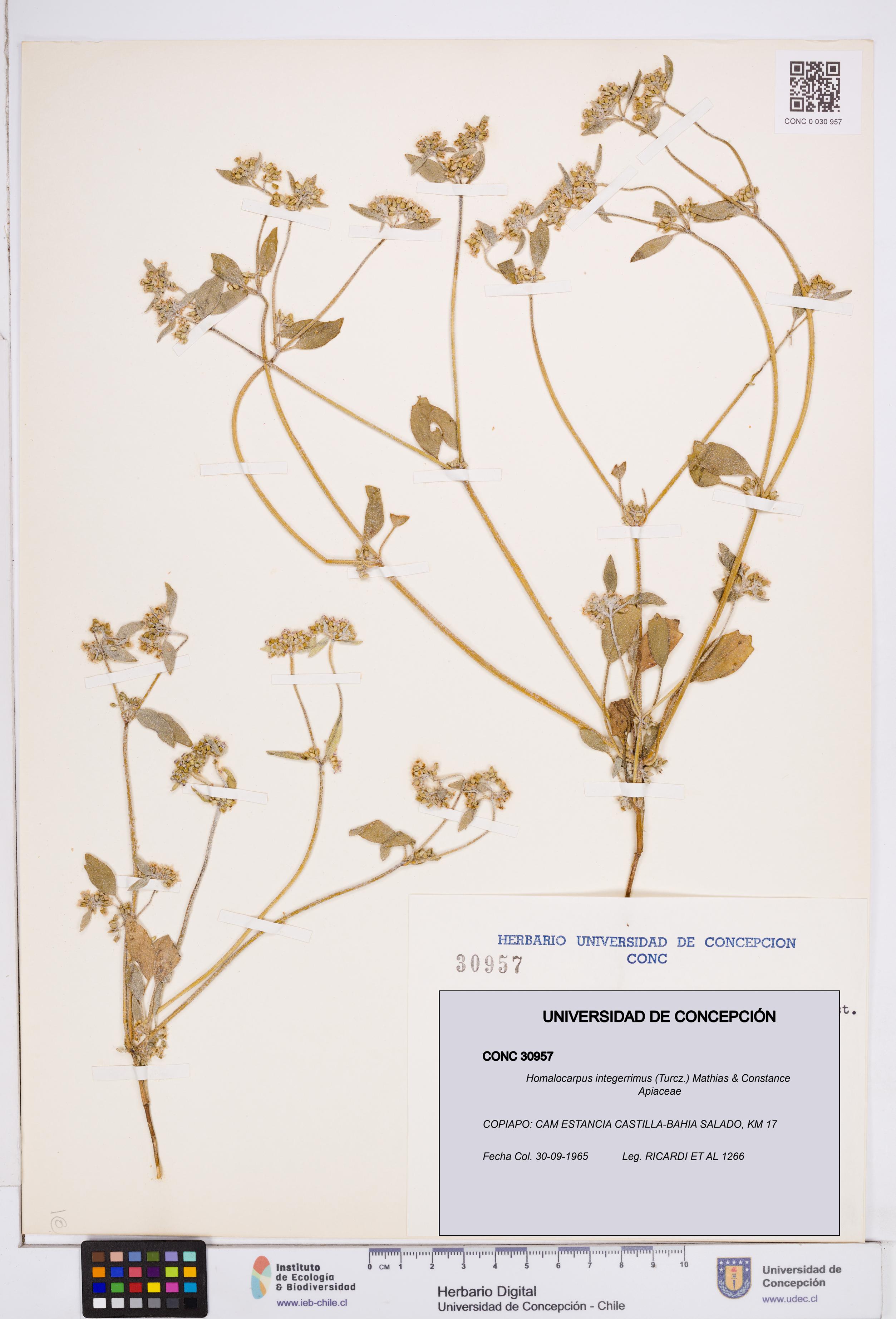 Homalocarpus integerrimus [Espécimen: ]
