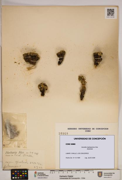 Azorella madreporica [Espécimen: ]