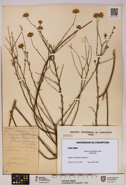 Erigeron fasciculatus [Espécimen: UDEC:CONC:0030961]
