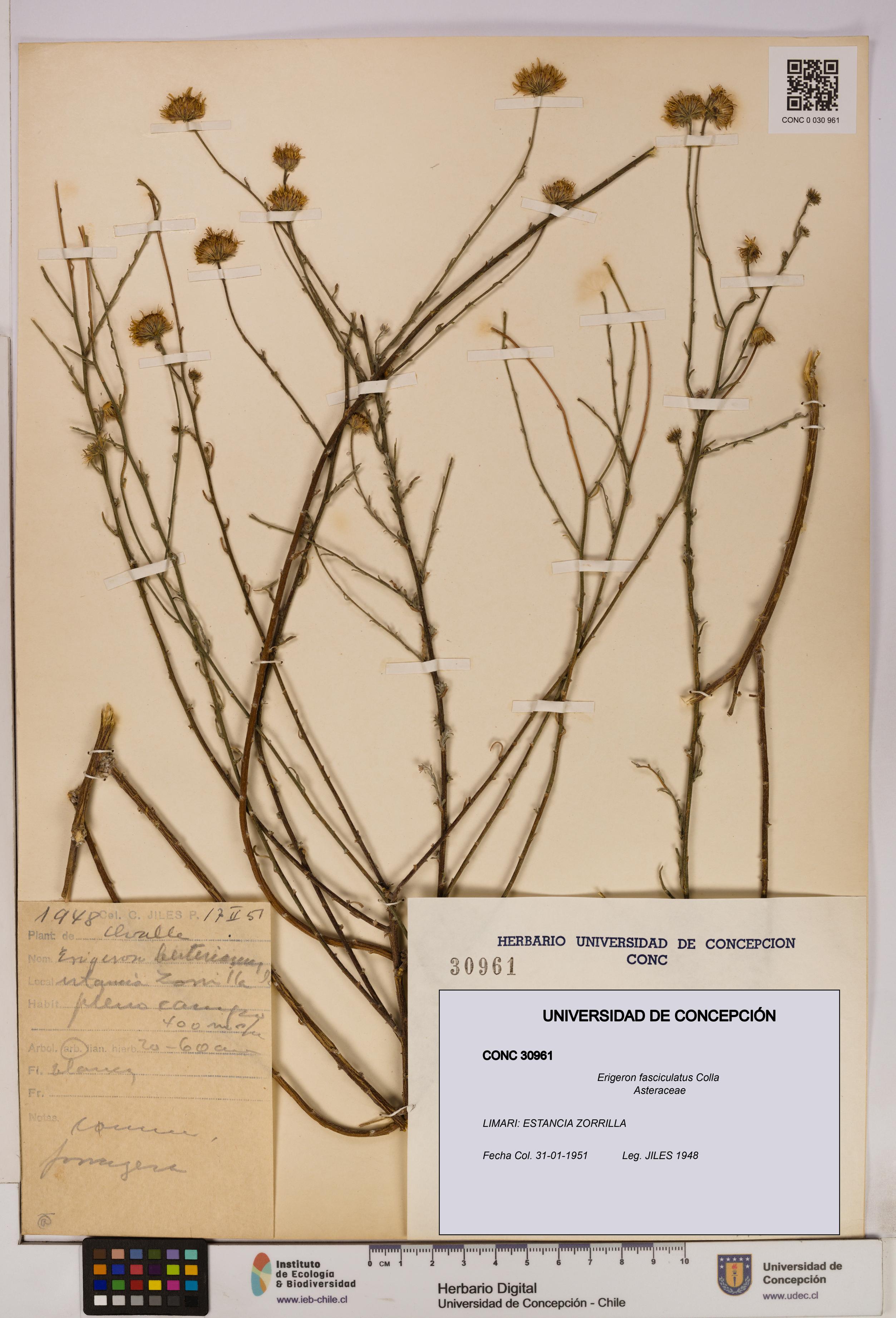 Erigeron fasciculatus [Espécimen: UDEC:CONC:0030961]