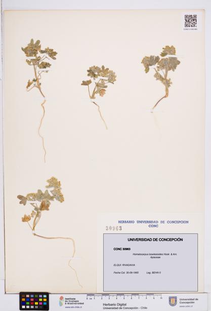 Homalocarpus bowlesioides [Espécimen: ]