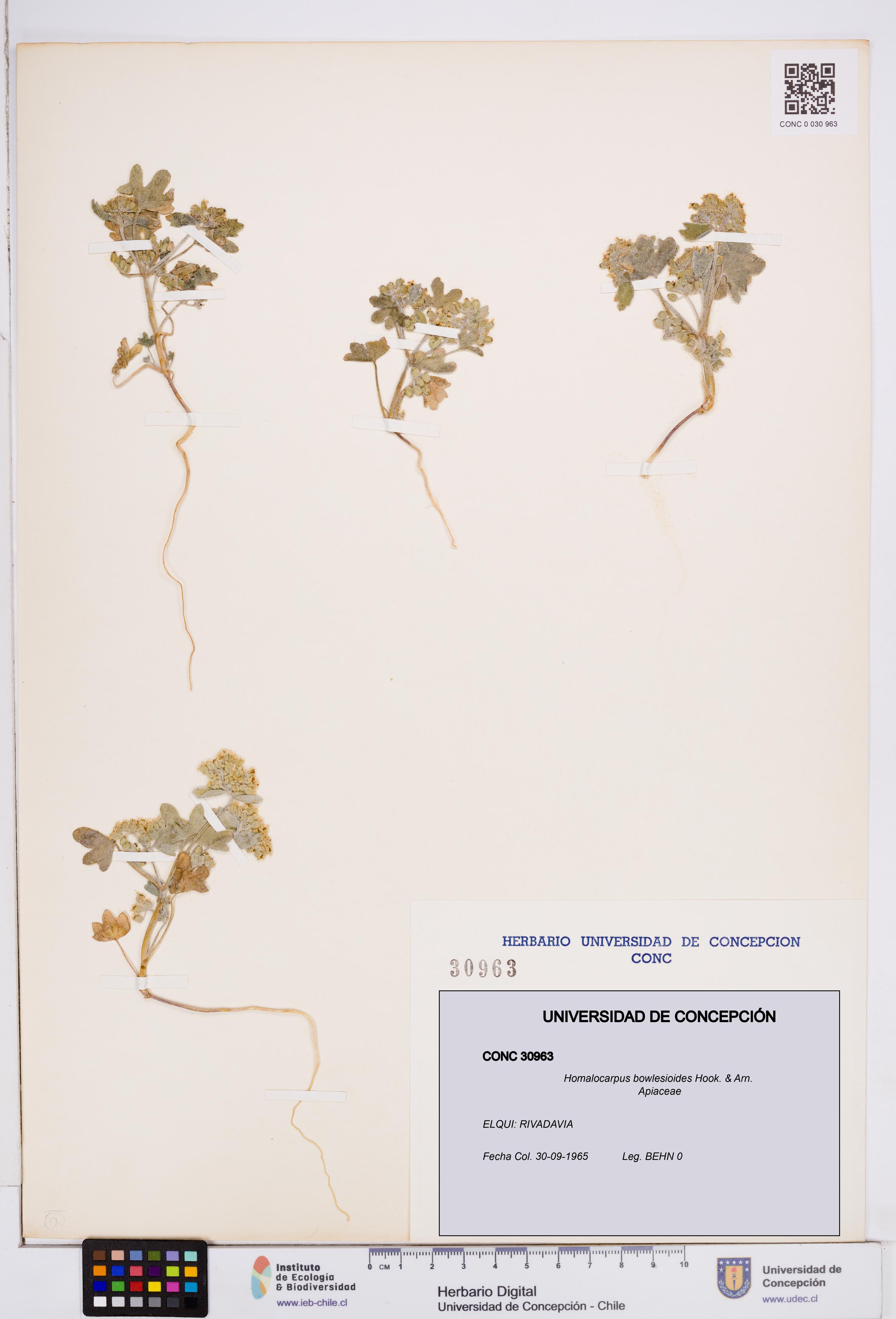 Homalocarpus bowlesioides [Espécimen: ]