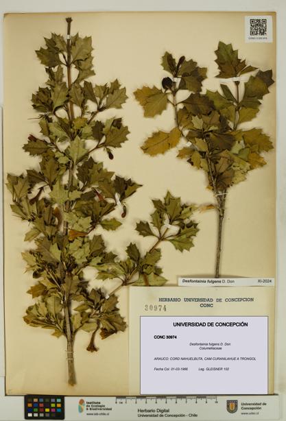 Desfontainia fulgens [Espécimen: UDEC:CONC:0030974]