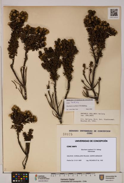 Baccharis zoellneri [Espécimen: UDEC:CONC:0030975]