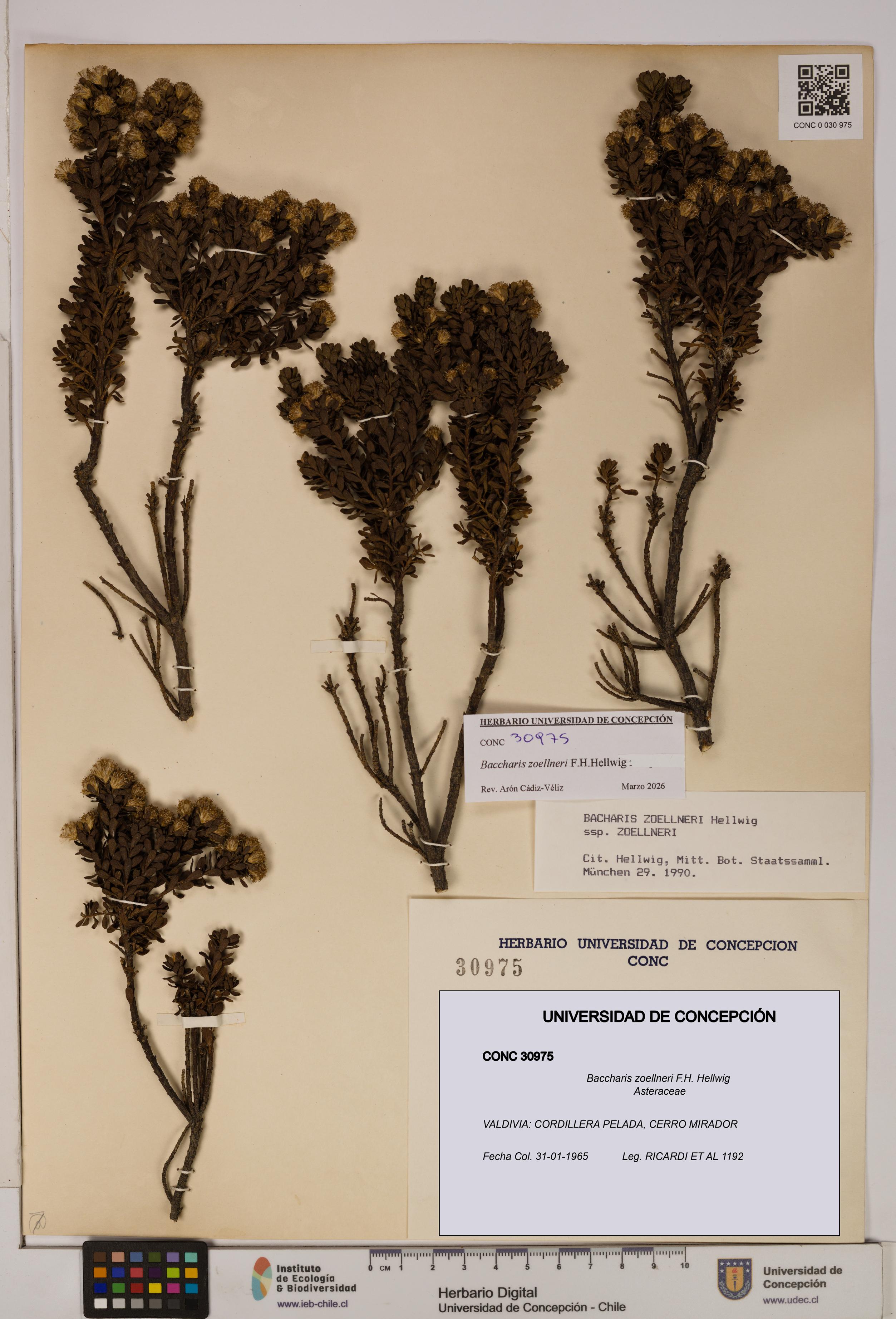 Baccharis zoellneri [Espécimen: UDEC:CONC:0030975]