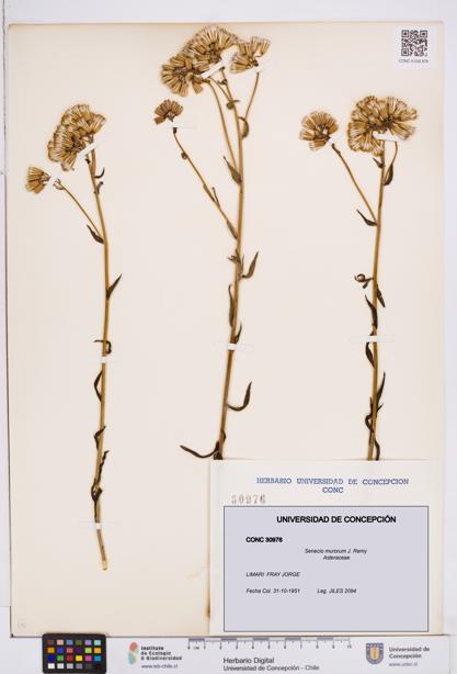 Senecio murorum [Espécimen: ]