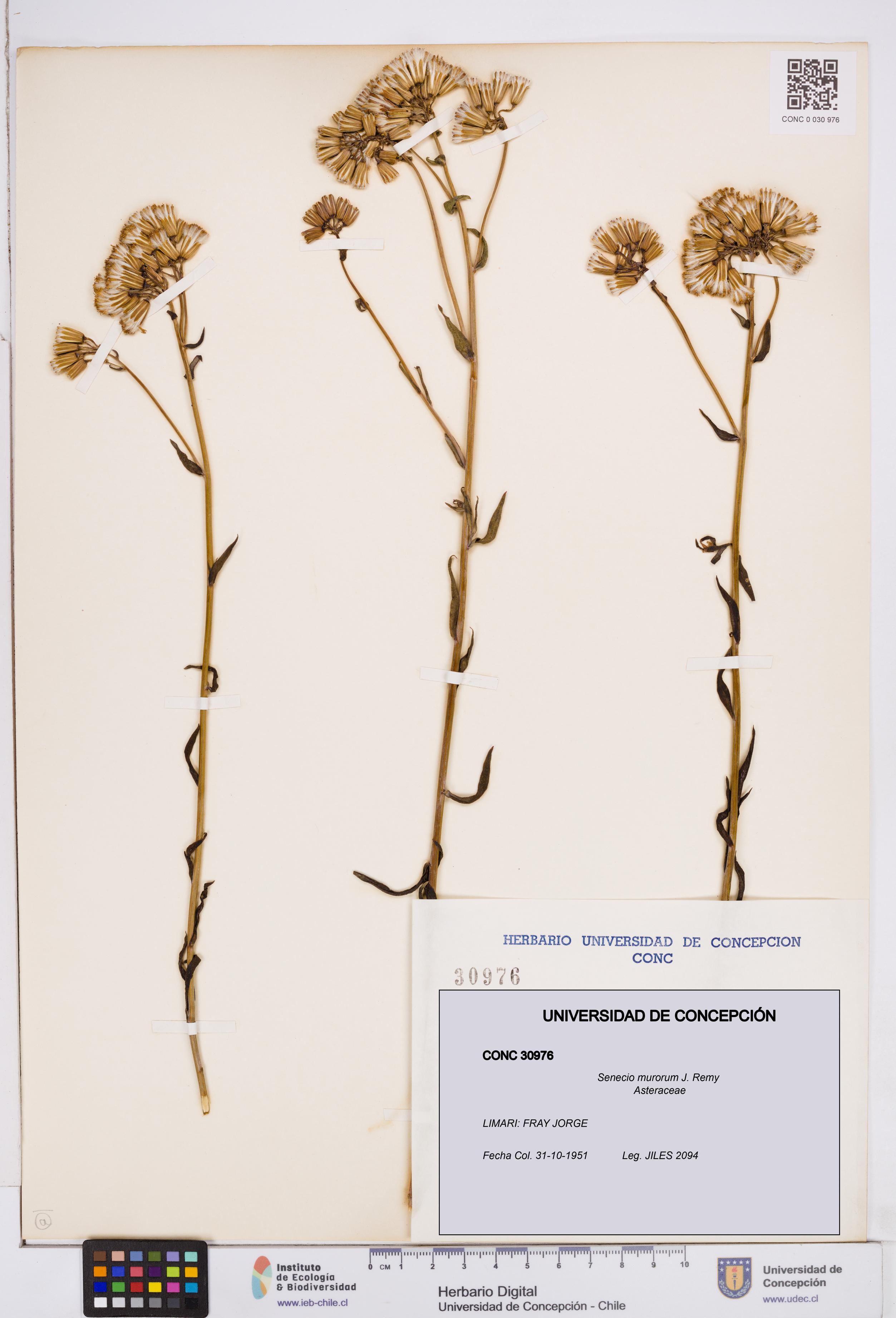 Senecio murorum [Espécimen: ]