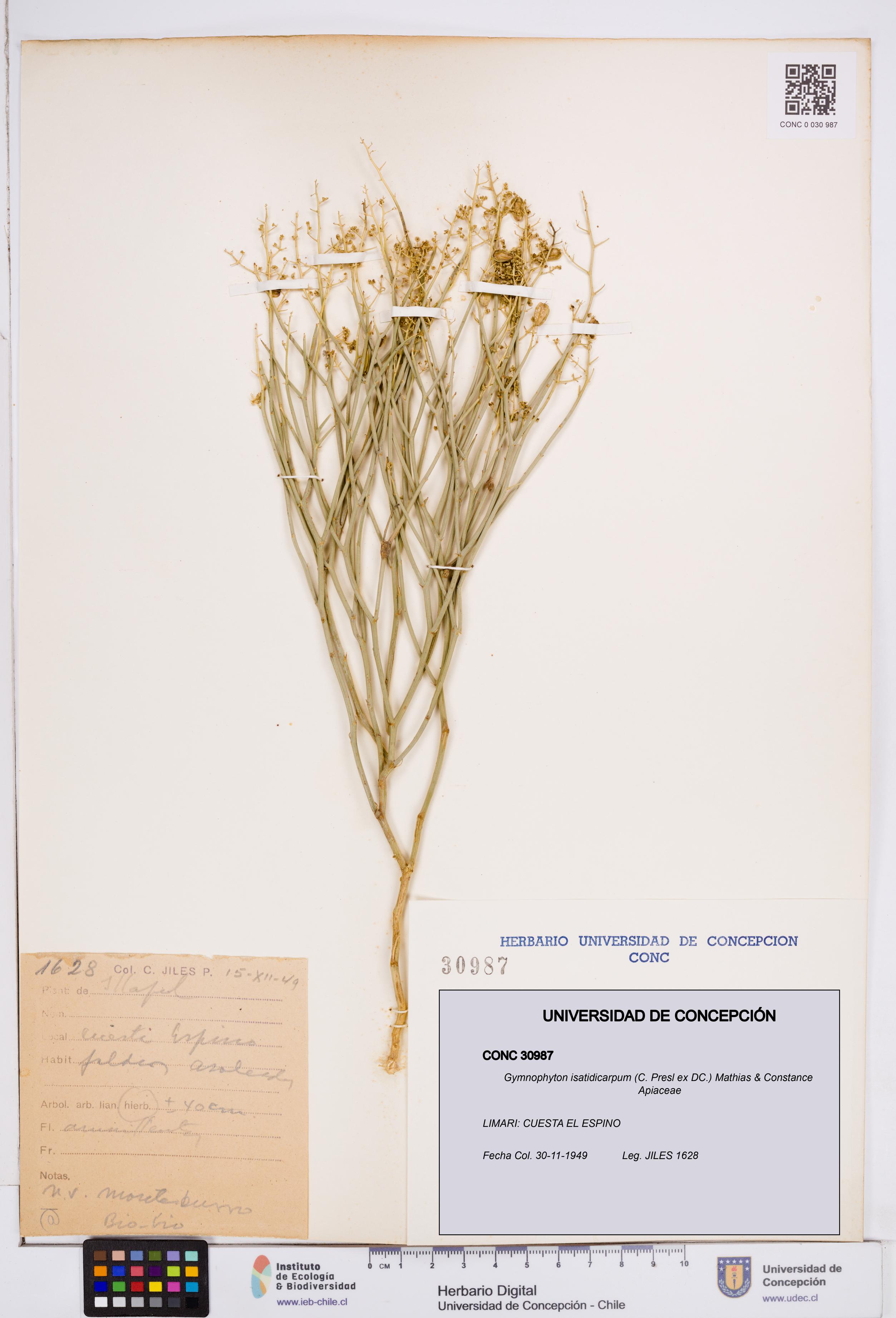Gymnophyton isatidicarpum [Espécimen: ]