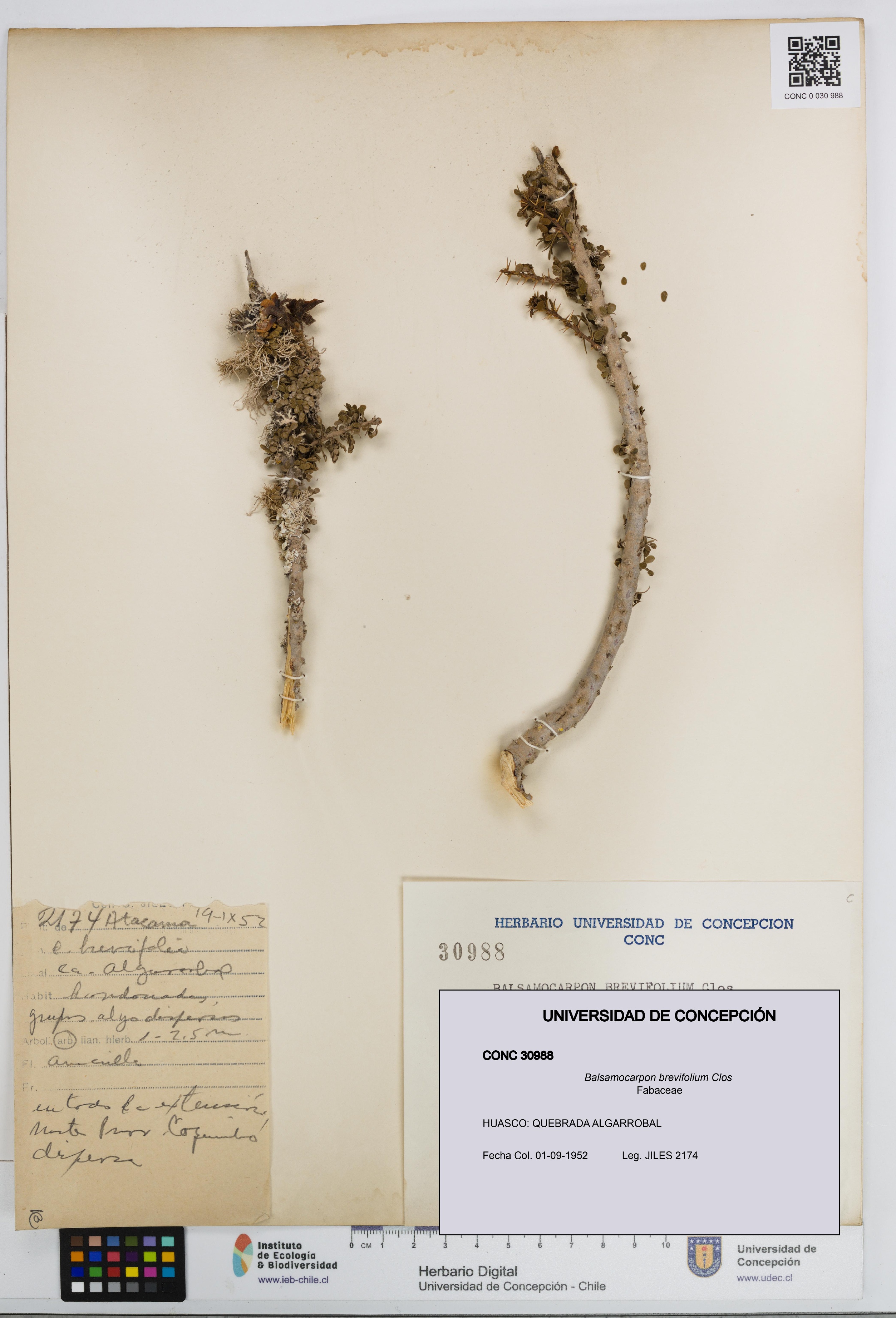 Balsamocarpon brevifolium [Espécimen: UDEC:CONC:0030988]
