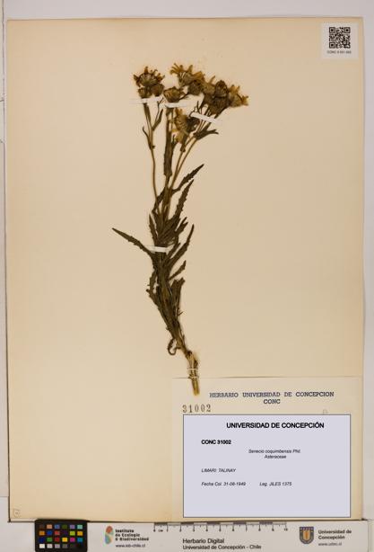 Senecio coquimbensis [Espécimen: UDEC:CONC:0031002]