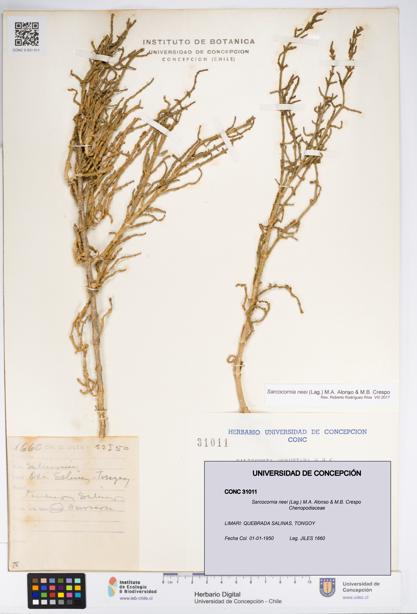 Sarcocornia neei [Espécimen: UDEC:CONC:0031011]