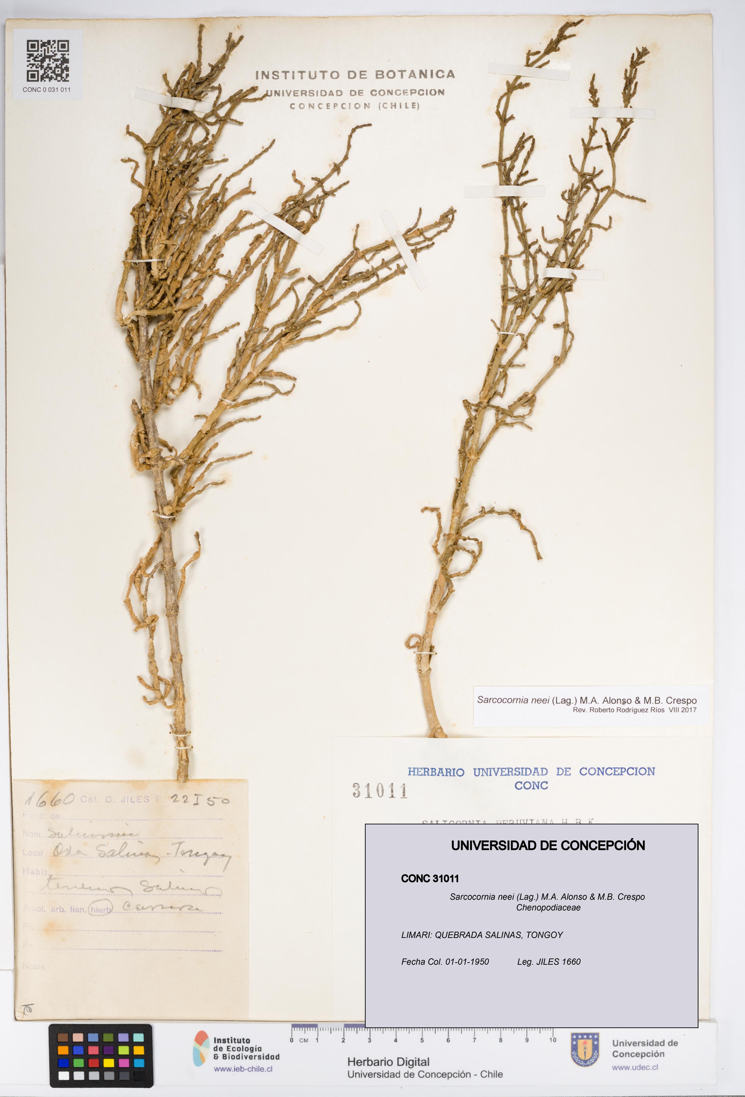 Sarcocornia neei [Espécimen: UDEC:CONC:0031011]