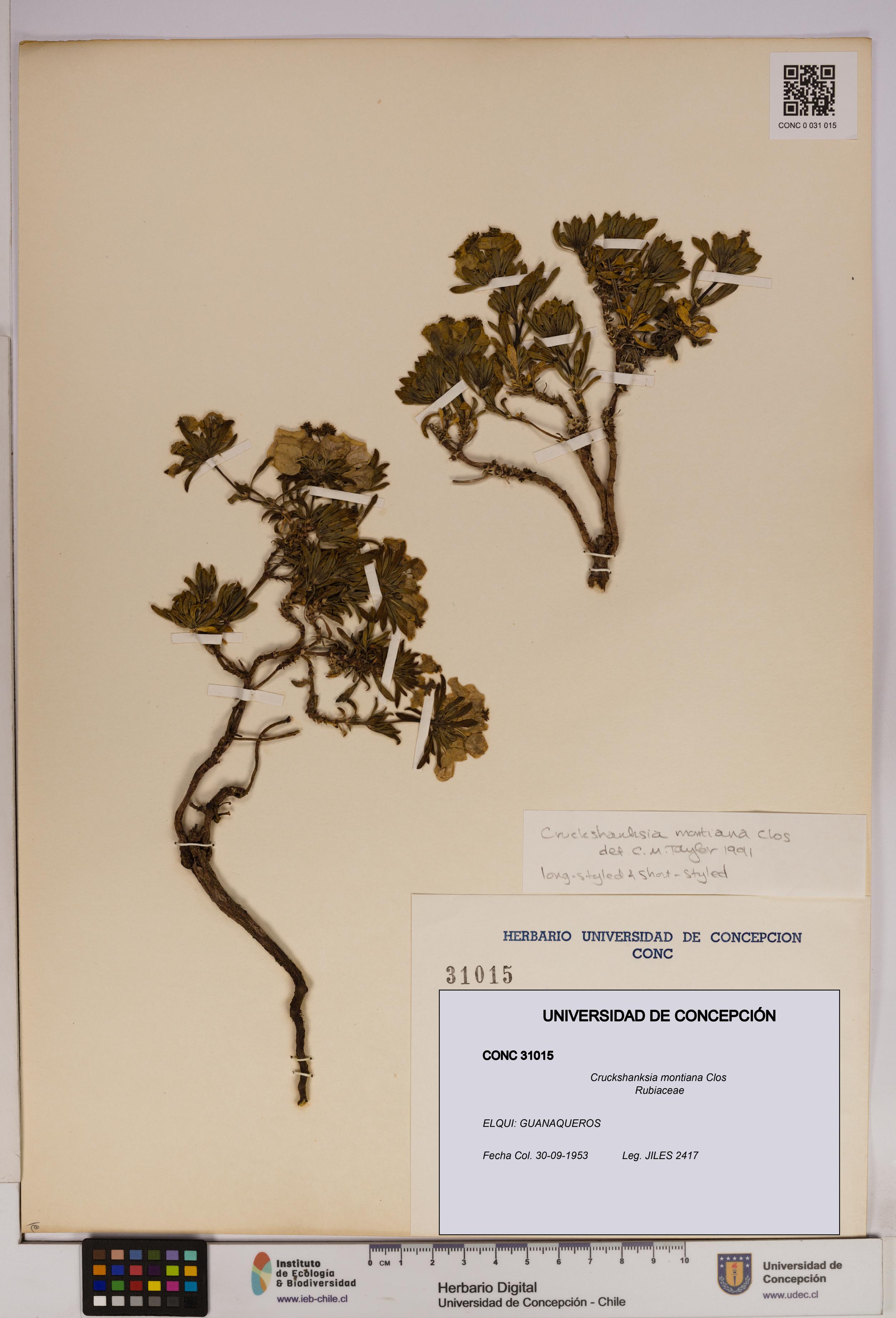 Cruckshanksia montiana [Espécimen: UDEC:CONC:0031015]