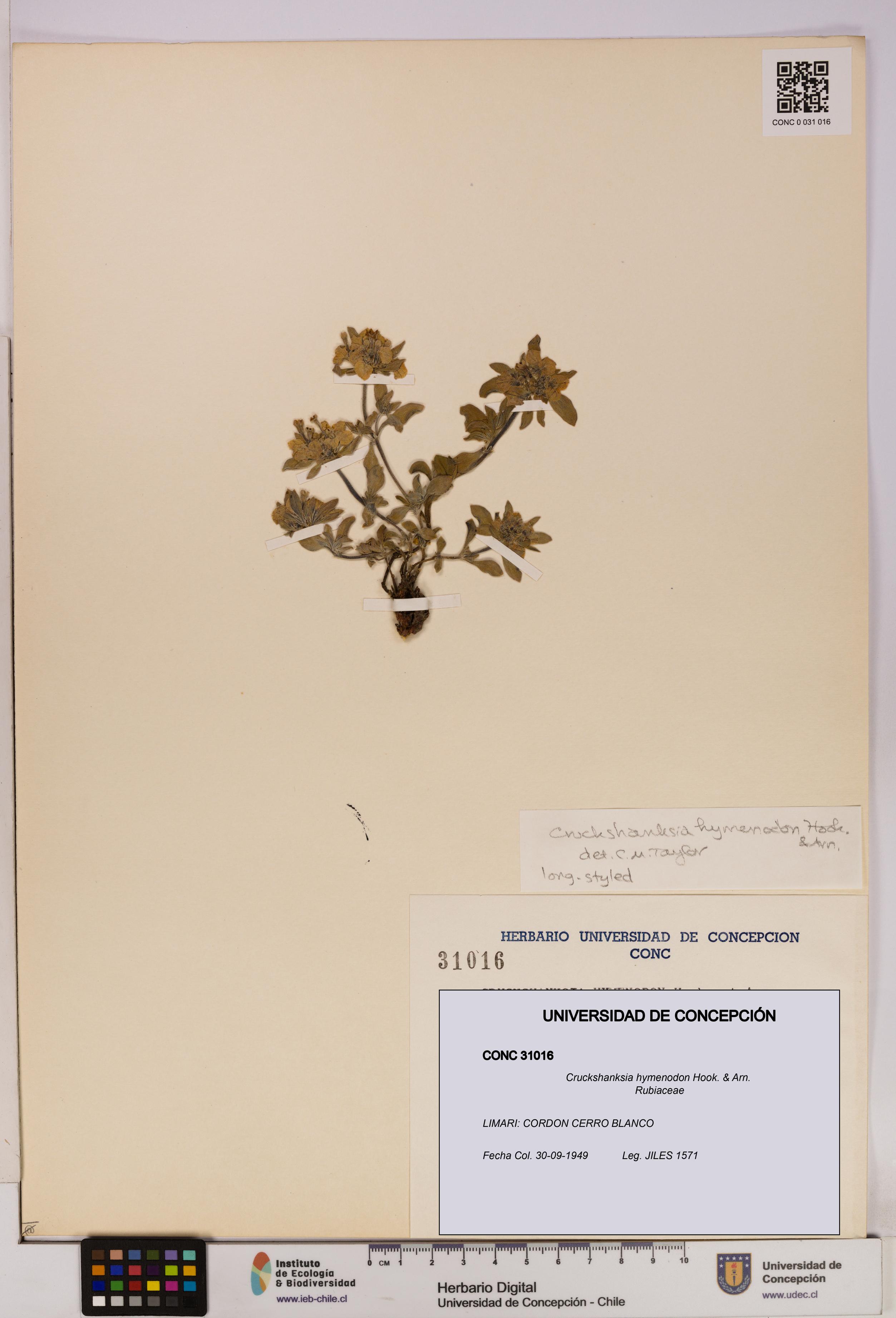 Cruckshanksia hymenodon [Espécimen: UDEC:CONC:0031016]