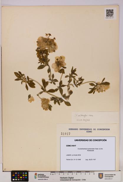 Cruckshanksia hymenodon [Espécimen: UDEC:CONC:0031017]