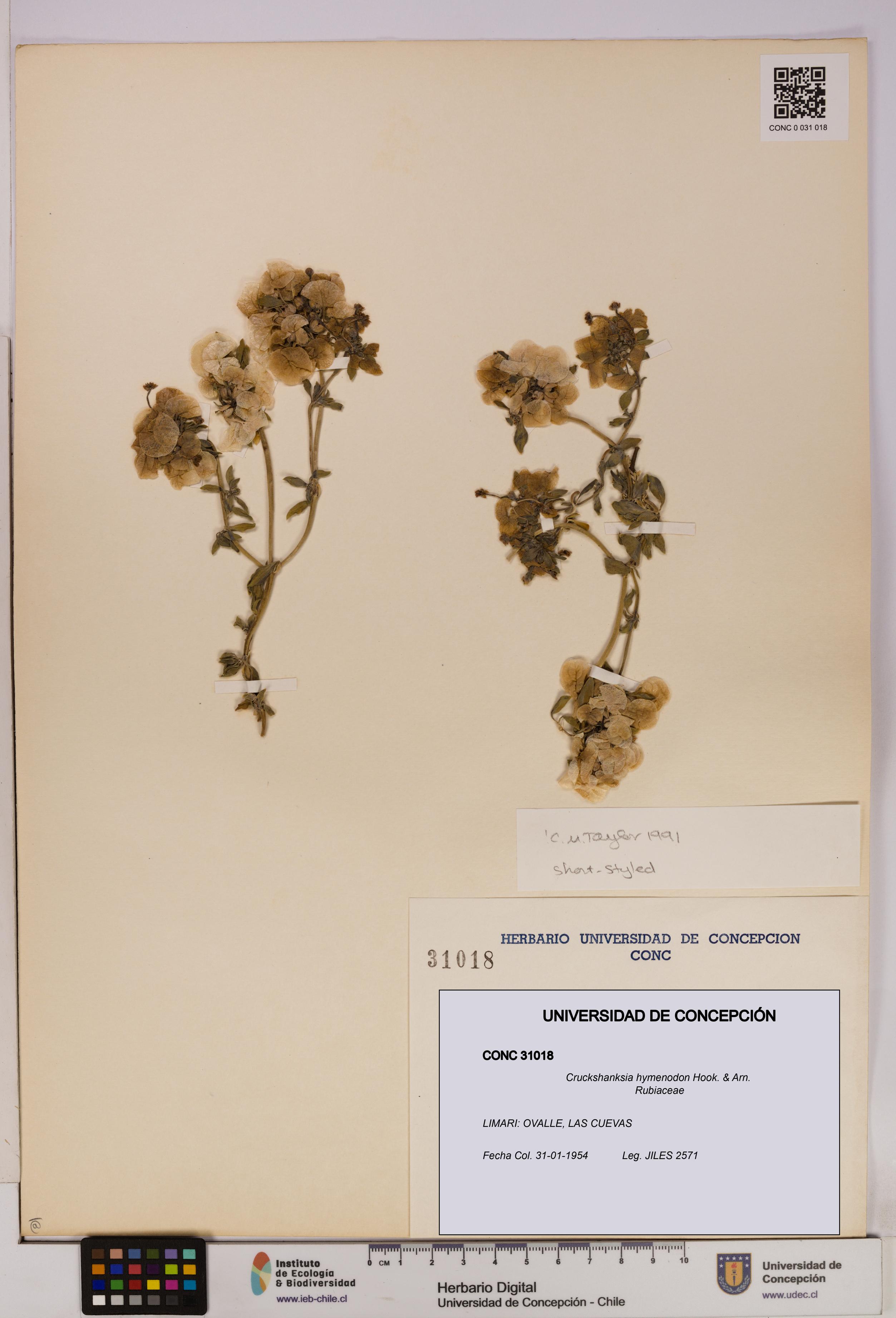 Cruckshanksia hymenodon [Espécimen: UDEC:CONC:0031018]