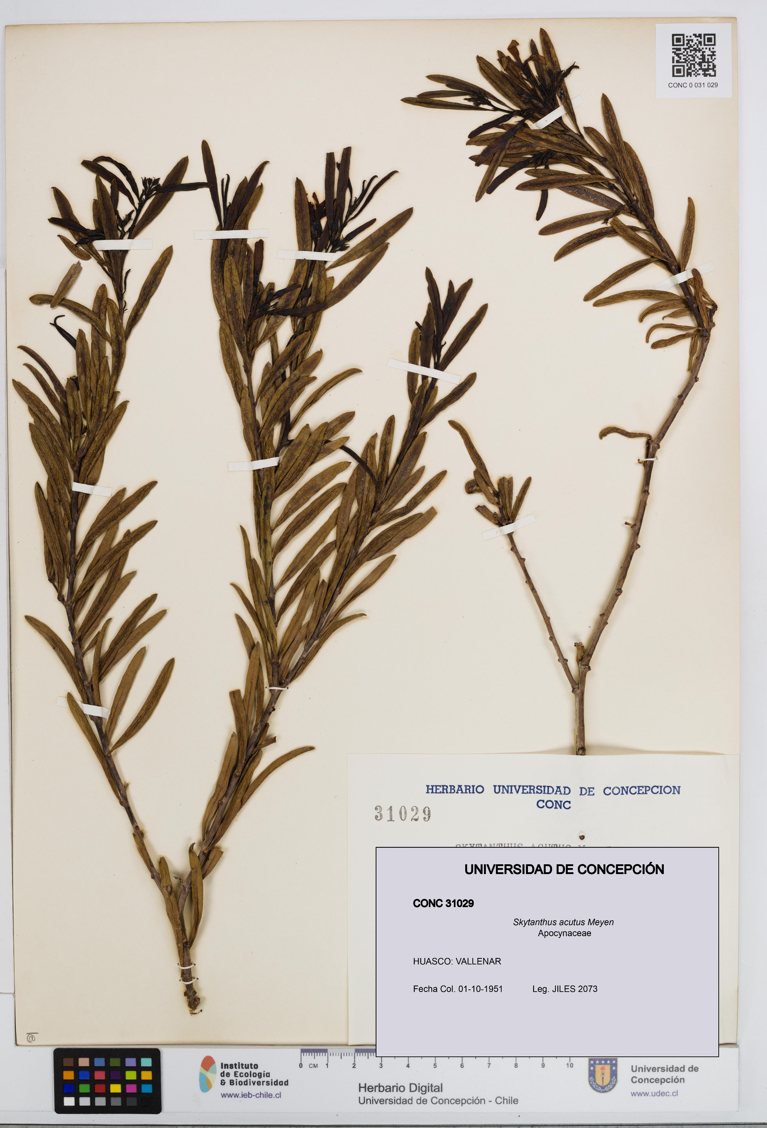 Skytanthus acutus [Espécimen: UDEC:CONC:0031029]