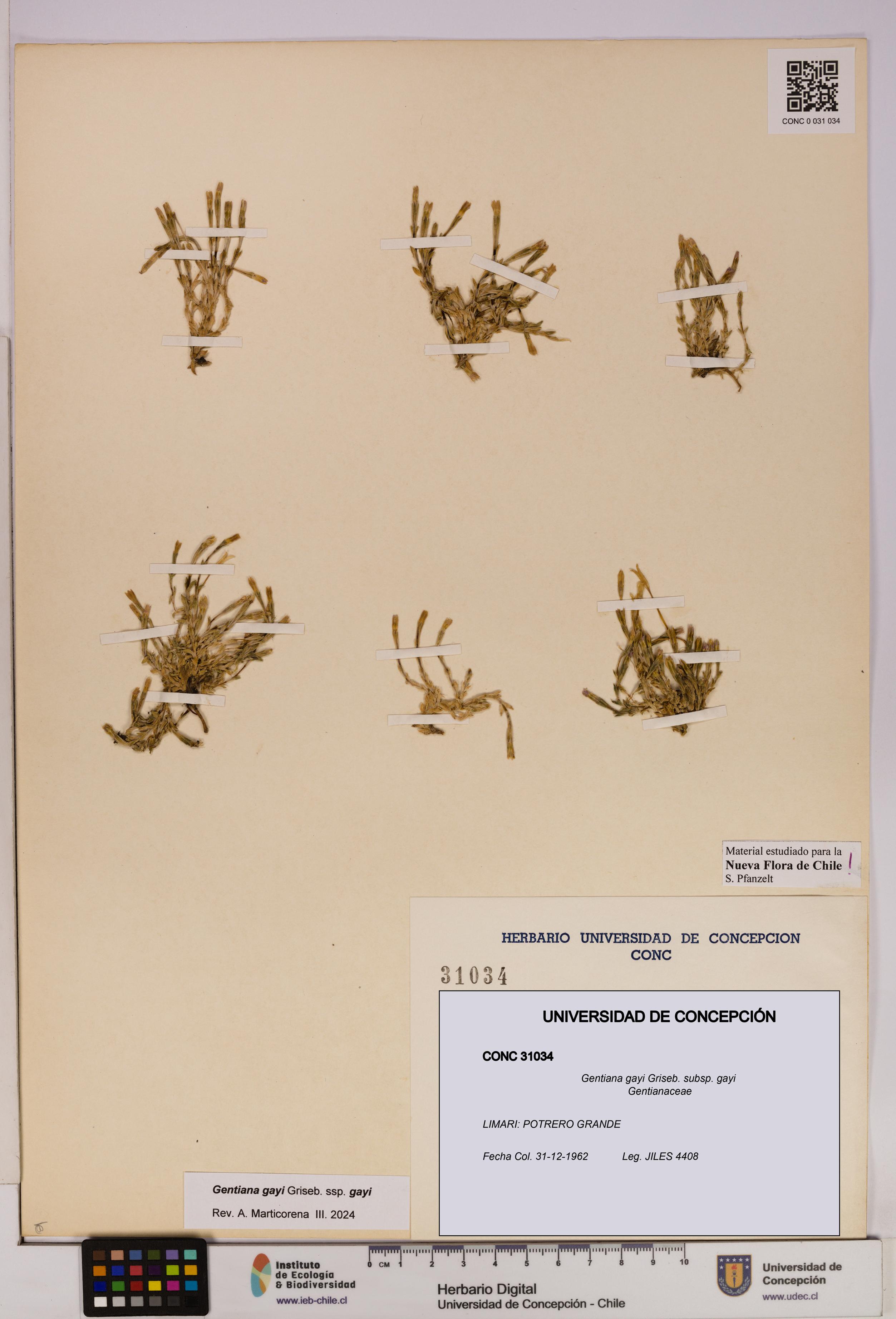 Gentiana gayi [Espécimen: UDEC:CONC:0031034]