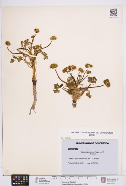 Sanicula graveolens [Espécimen: ]