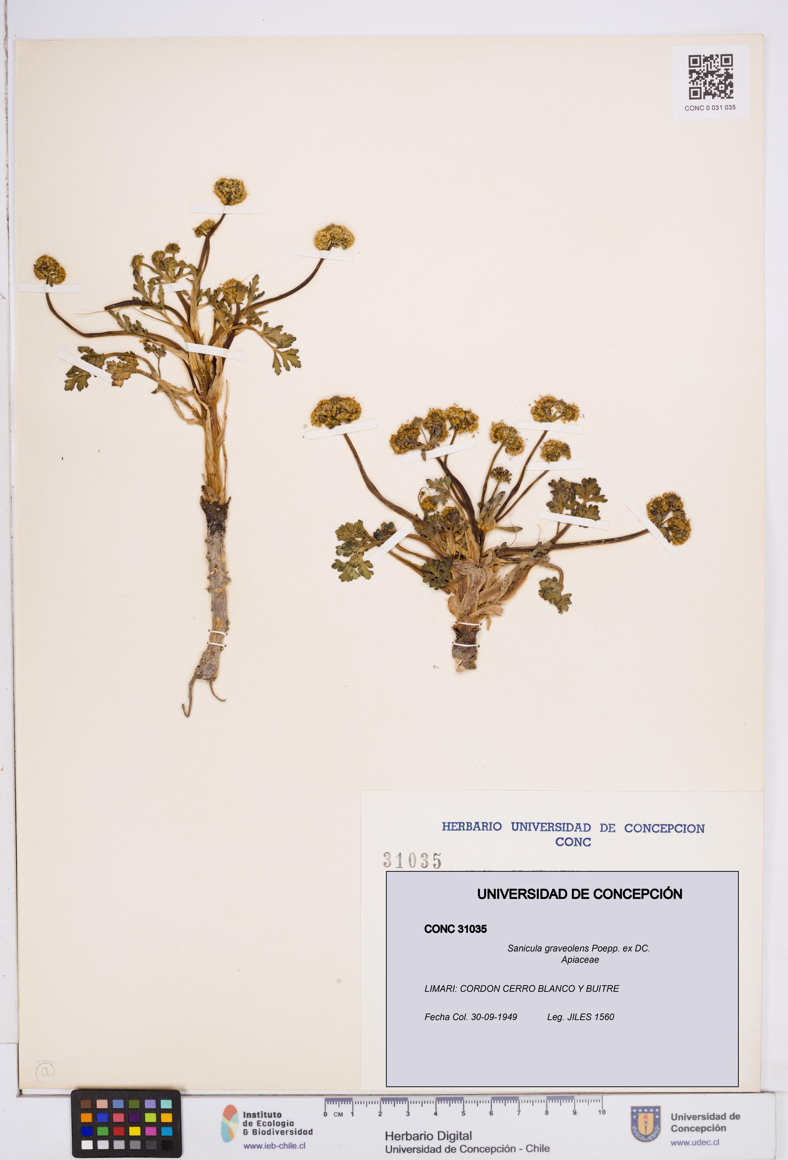 Sanicula graveolens [Espécimen: ]