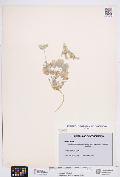 Homalocarpus dichotomus [Espécimen: ]