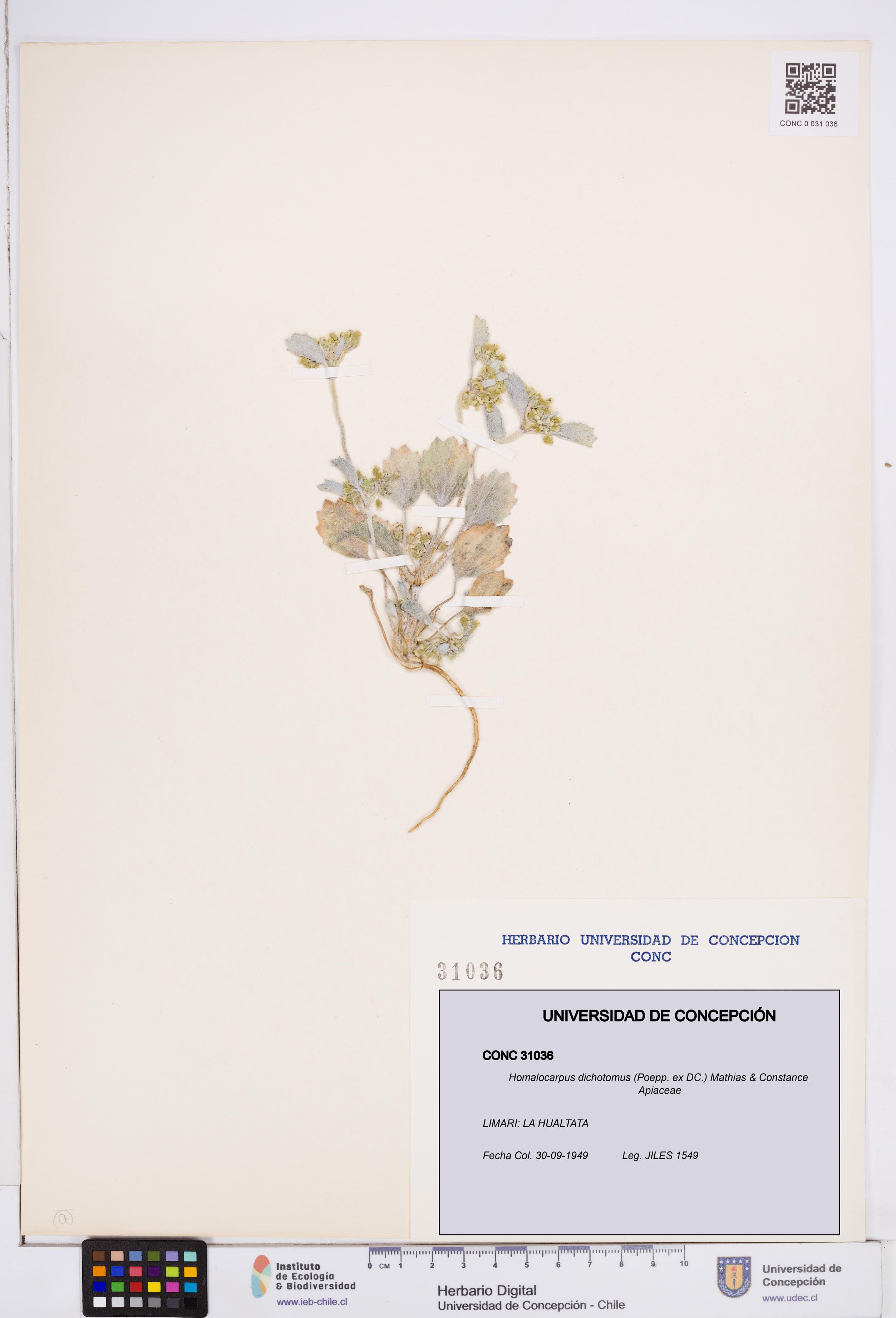 Homalocarpus dichotomus [Espécimen: ]
