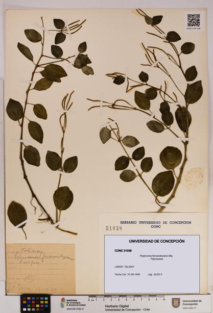 Peperomia fernandeziana [Espécimen: UDEC:CONC:0031038]