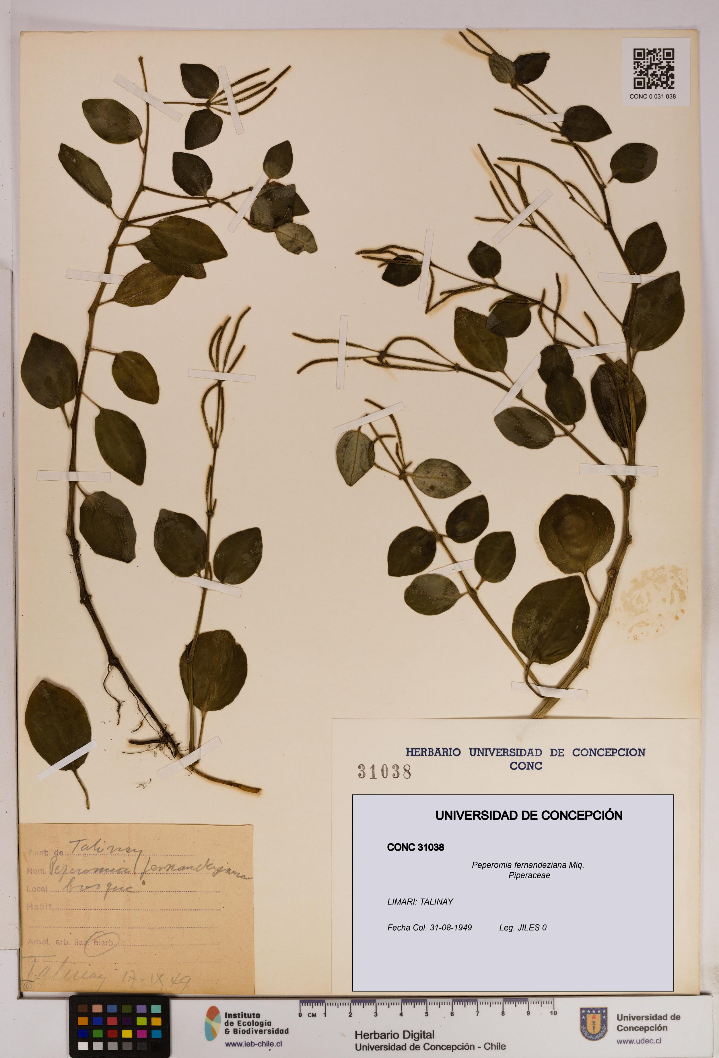 Peperomia fernandeziana [Espécimen: UDEC:CONC:0031038]