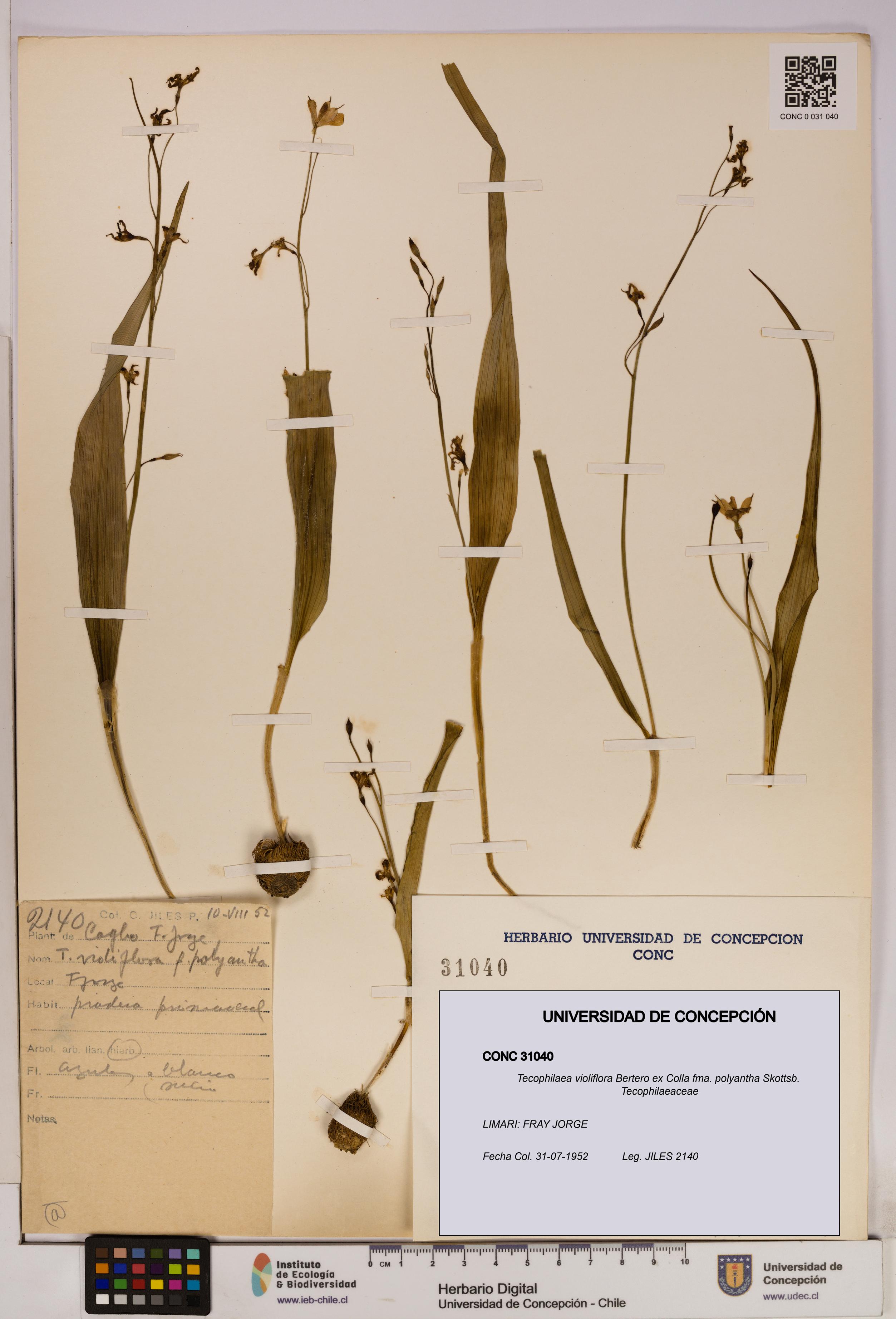 Tecophilaea violiflora fma. polyantha [Espécimen: UDEC:CONC:0031040]
