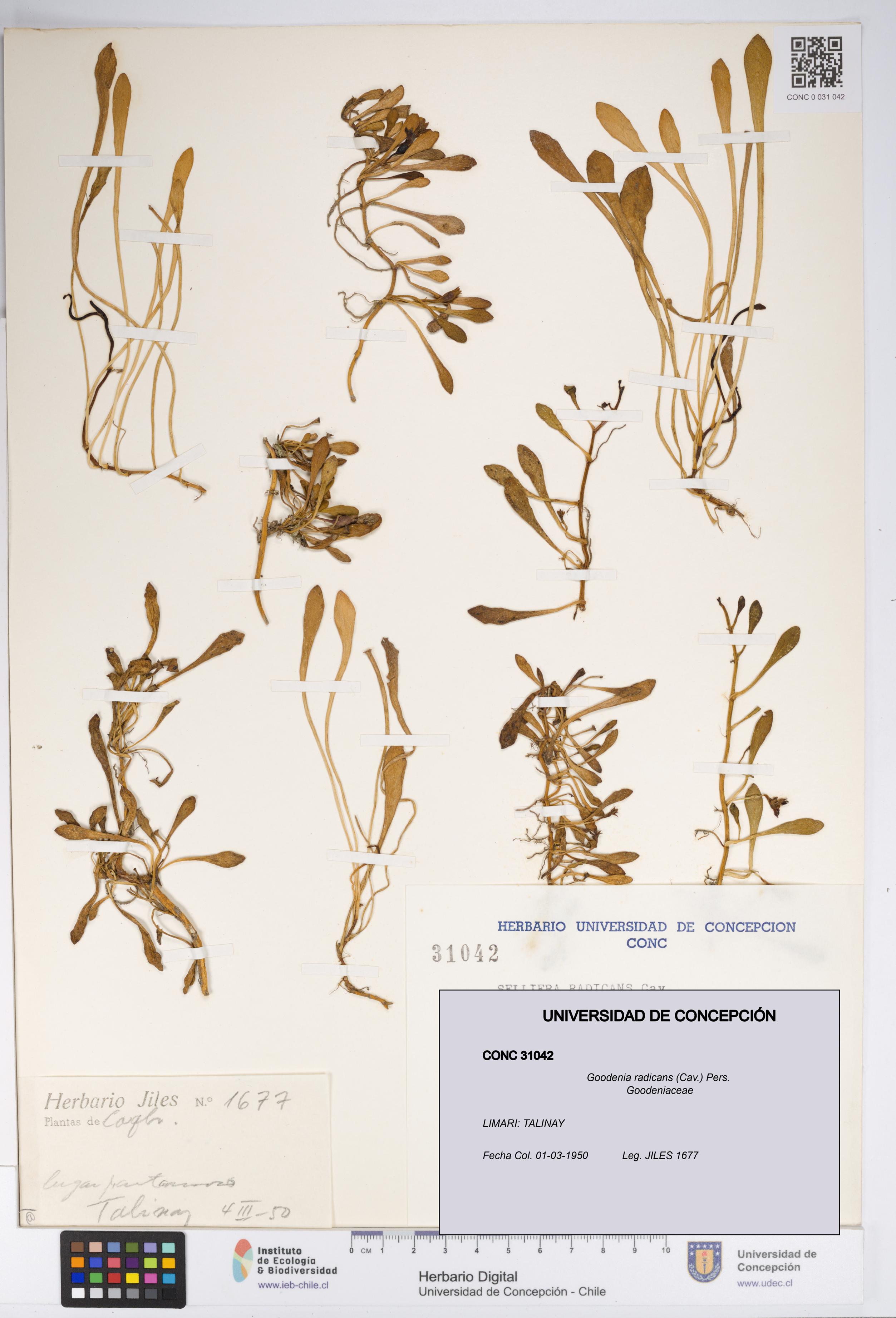 Goodenia radicans [Espécimen: UDEC:CONC:0031042]