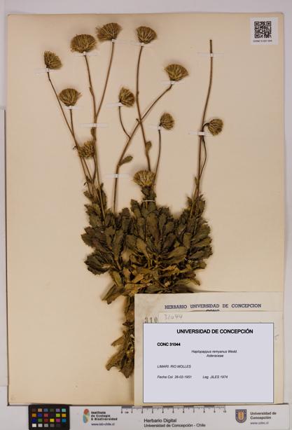 Haplopappus remyanus [Espécimen: UDEC:CONC:0031044]