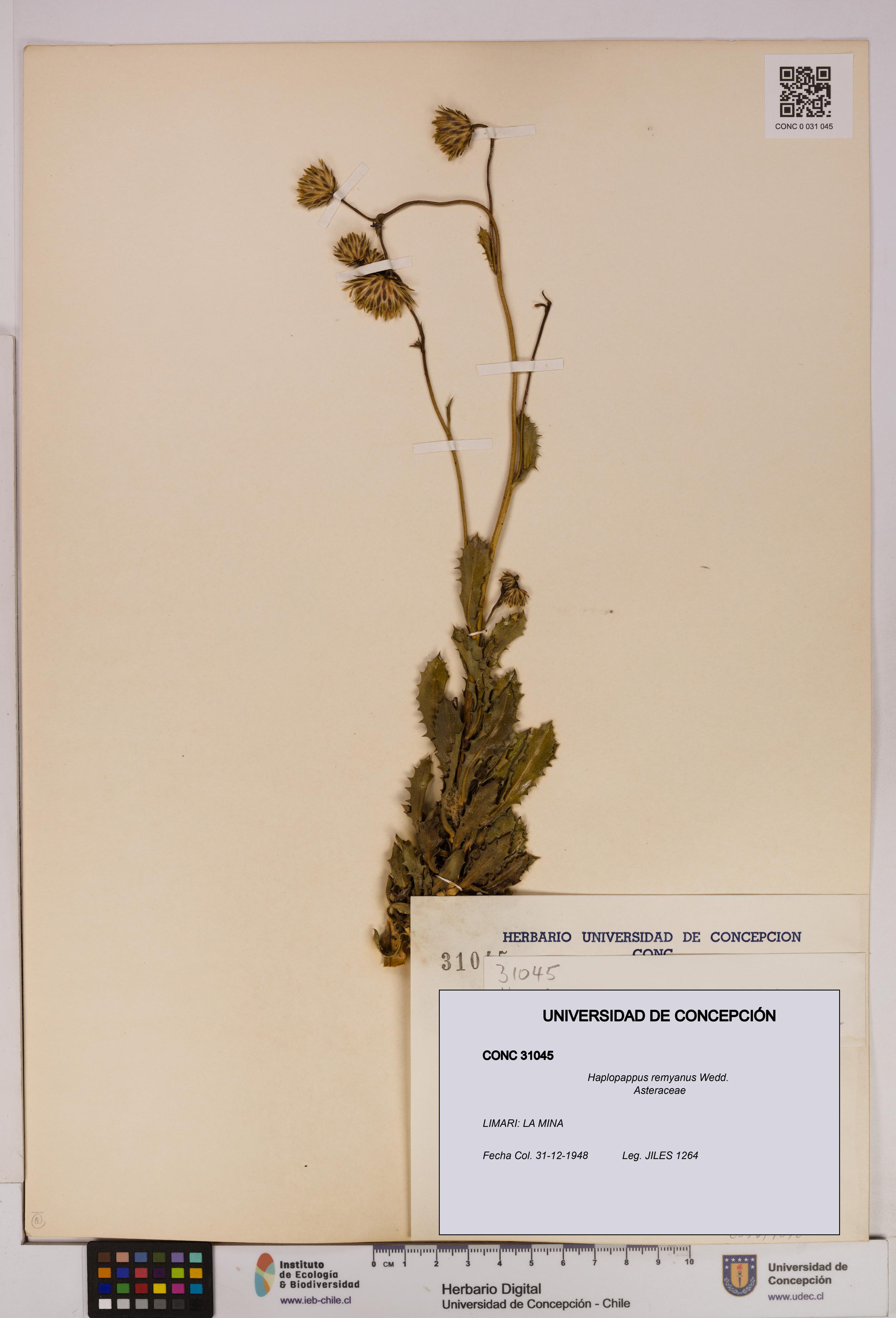 Haplopappus remyanus [Espécimen: UDEC:CONC:0031045]