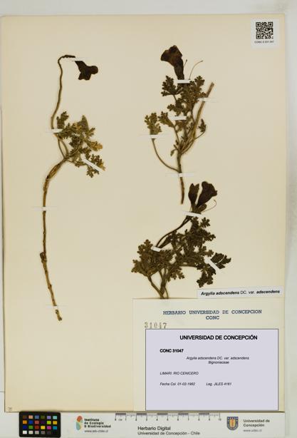 Argylia adscendens [Espécimen: UDEC:CONC:0031047]