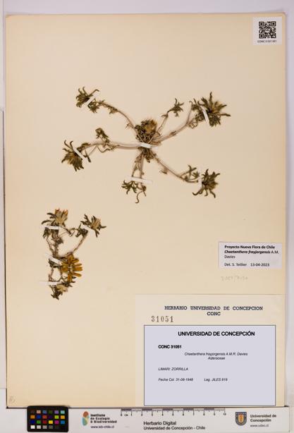 Chaetanthera frayjorgensis [Espécimen: UDEC:CONC:0031051]